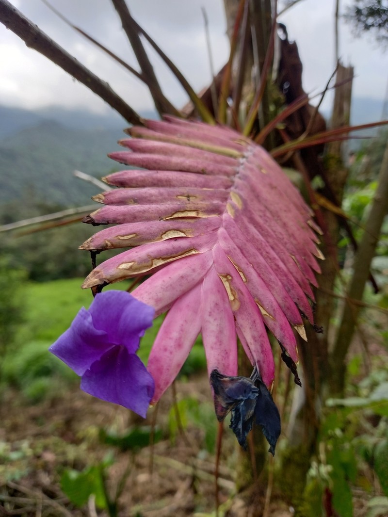 Wallisia pretiosa photo 8