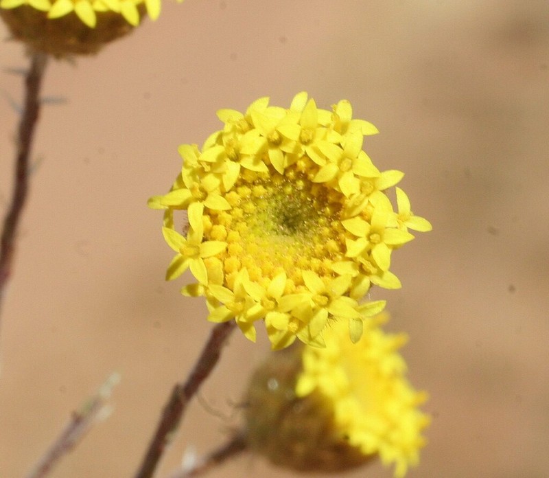 Walshia kendallii photo 3