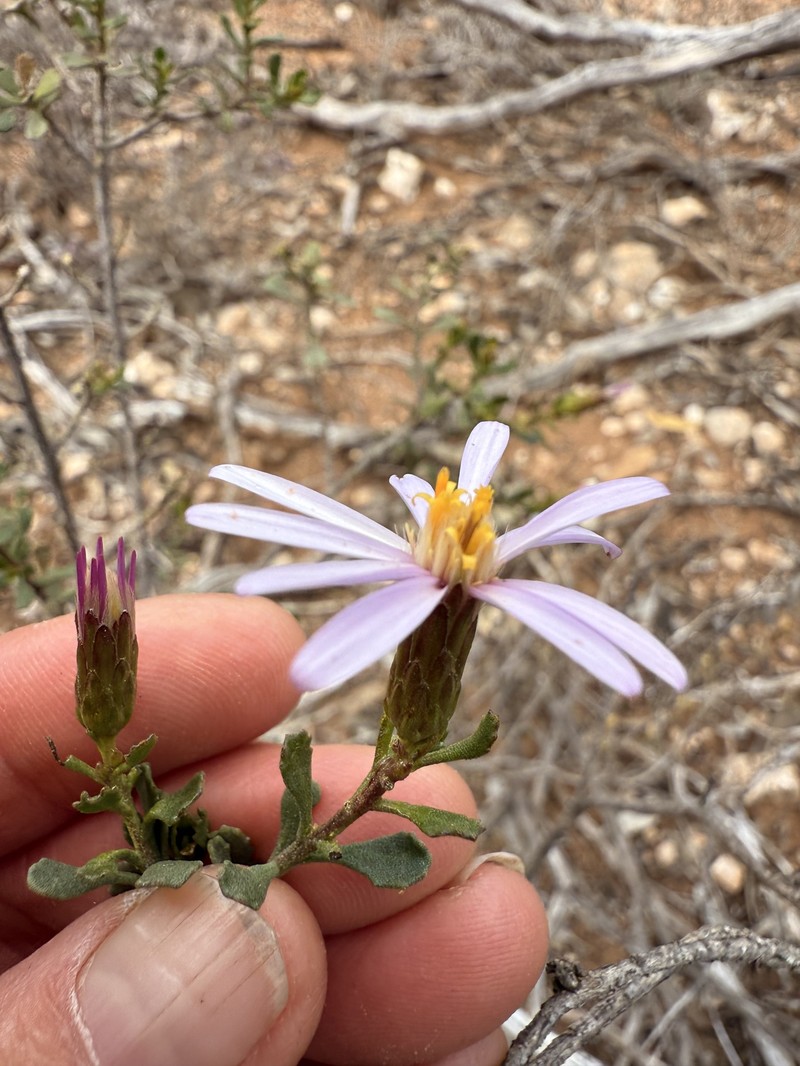 Walsholaria calcarea photo 2