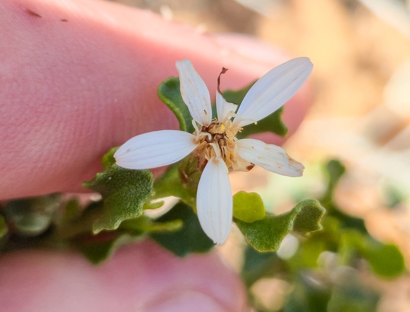 Walsholaria calcarea photo 3