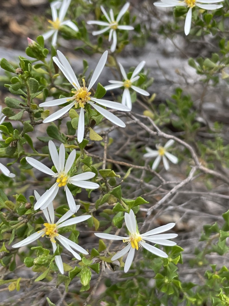 Walsholaria calcarea photo 4