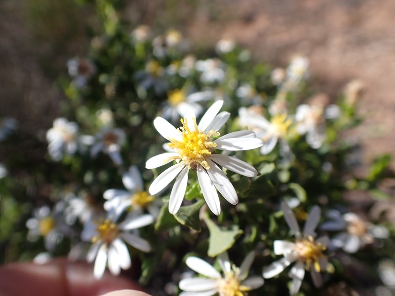 Walsholaria calcarea photo 5