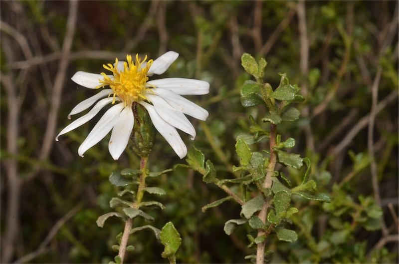Walsholaria calcarea