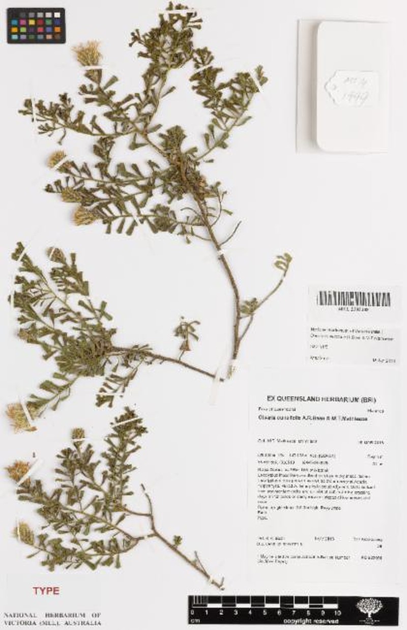 Walsholaria cuneifolia