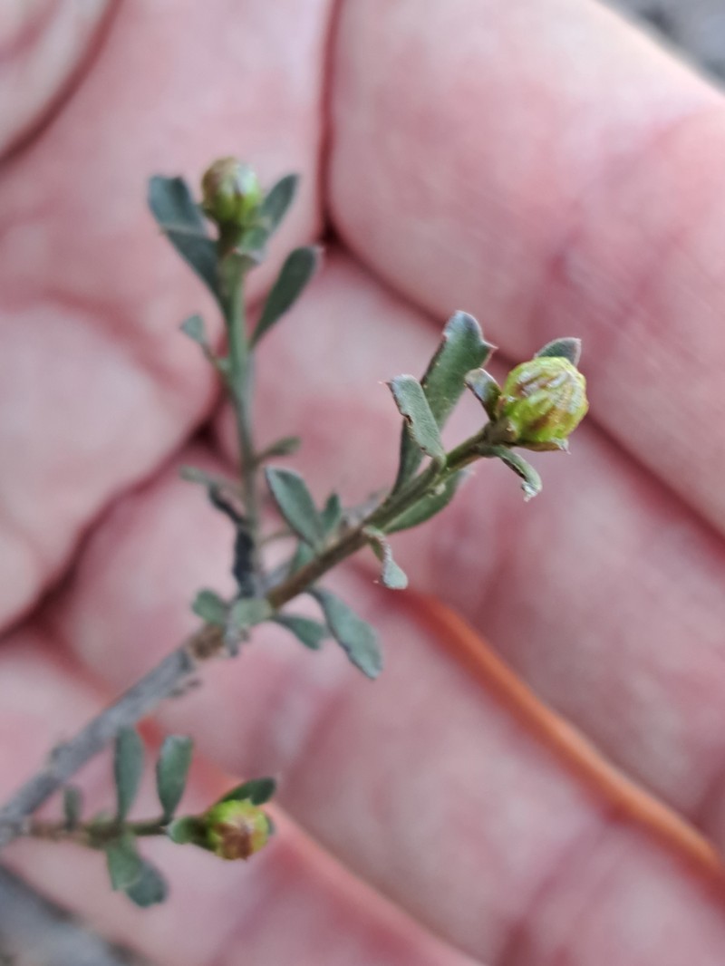 Walsholaria magniflora photo 2