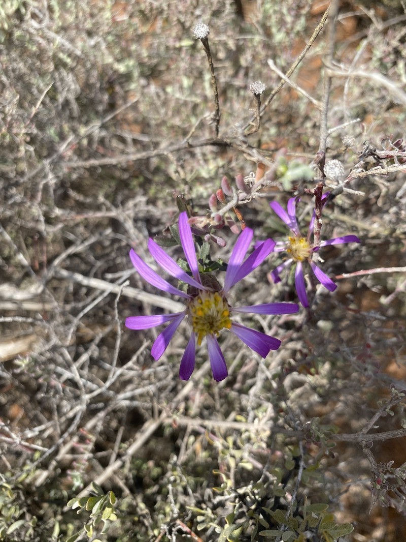 Walsholaria magniflora photo 3