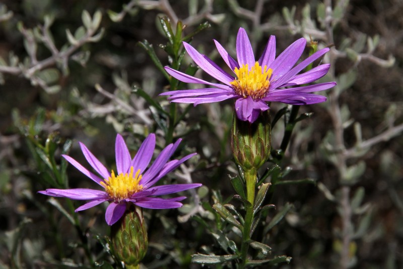 Walsholaria magniflora