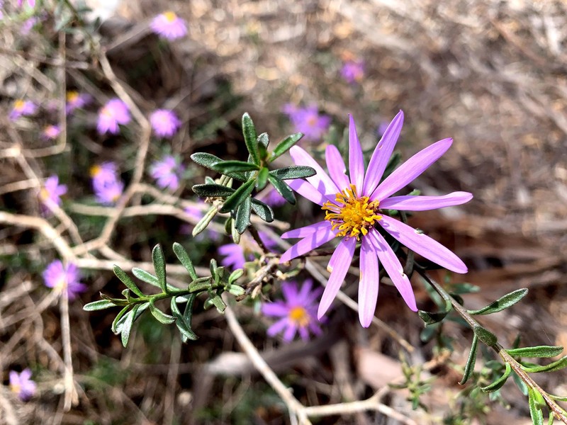 Walsholaria magniflora photo 6