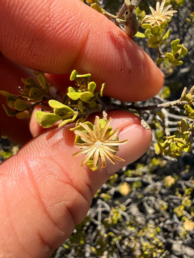 Walsholaria muelleri photo 2