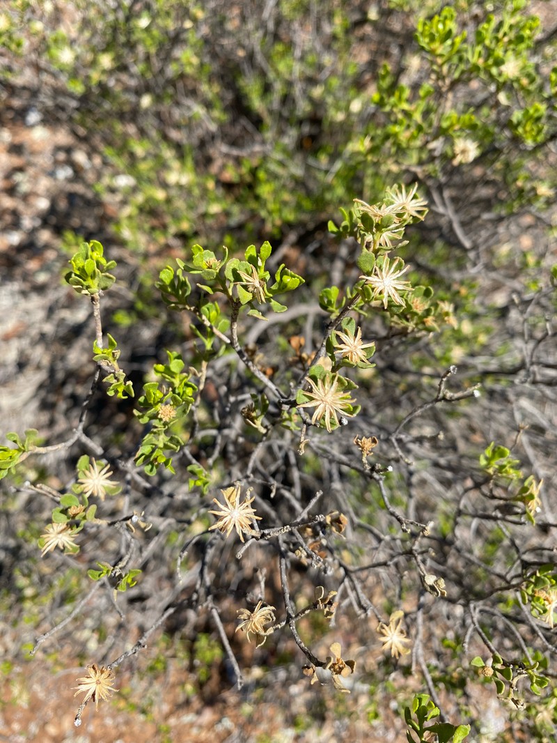 Walsholaria muelleri photo 3