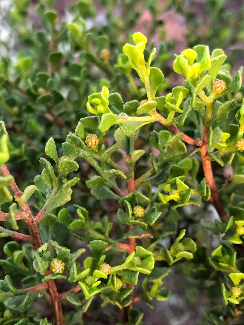 Walsholaria muelleri photo 4