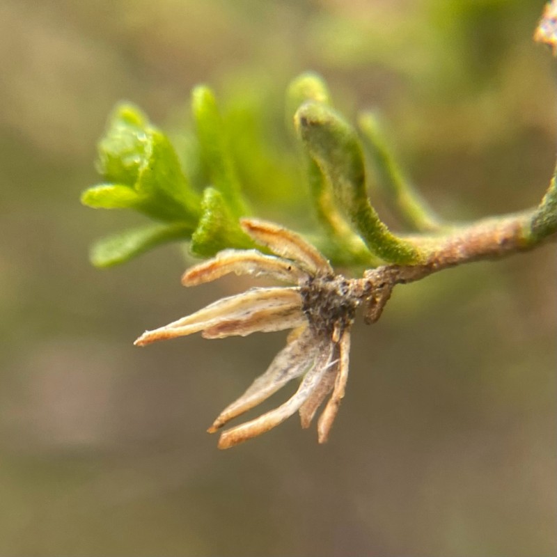Walsholaria muelleri photo 5