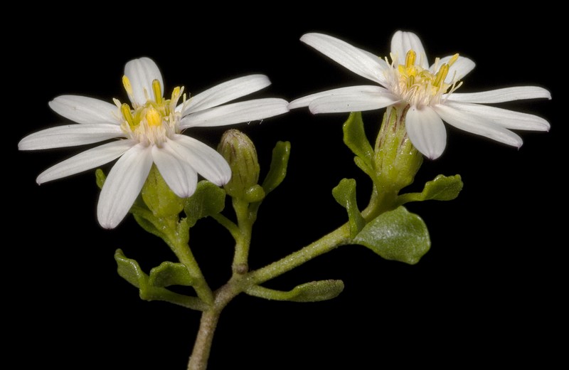 Walsholaria muelleri