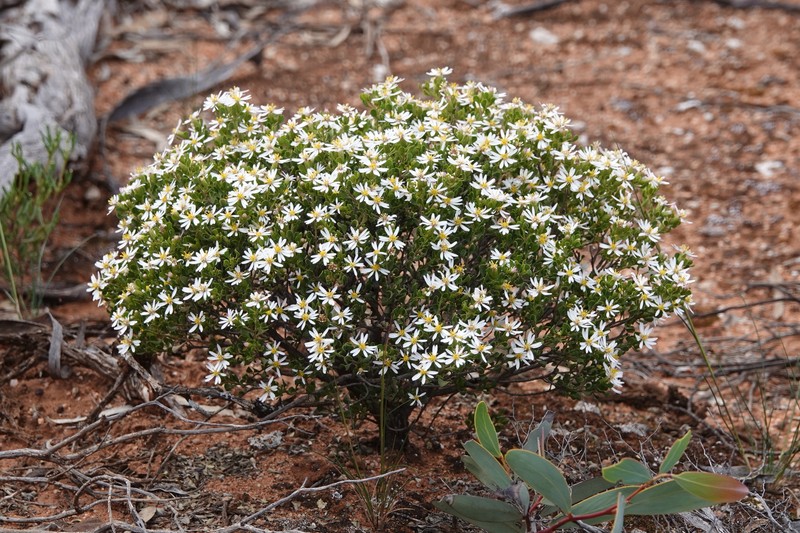 Walsholaria muelleri photo 6