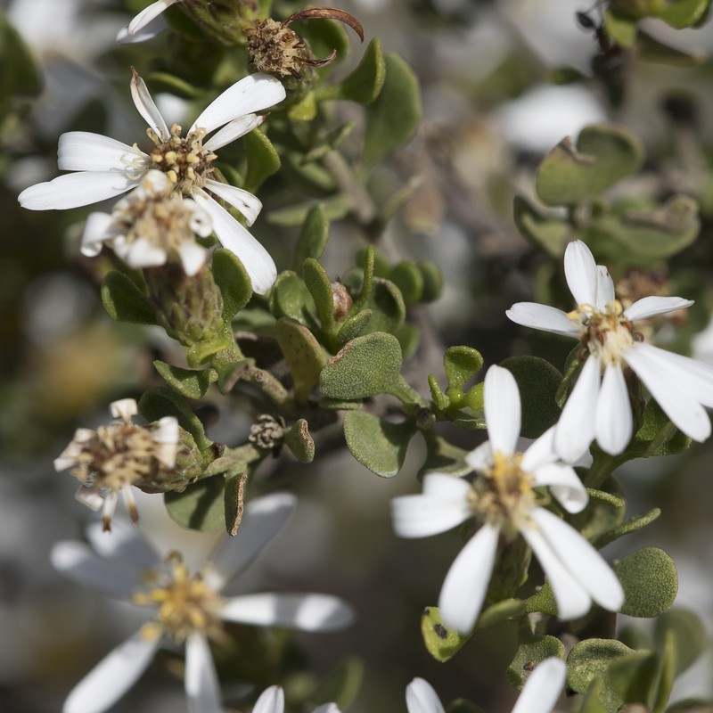 Walsholaria muelleri photo 7