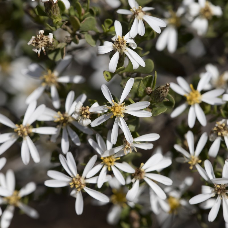 Walsholaria muelleri photo 8