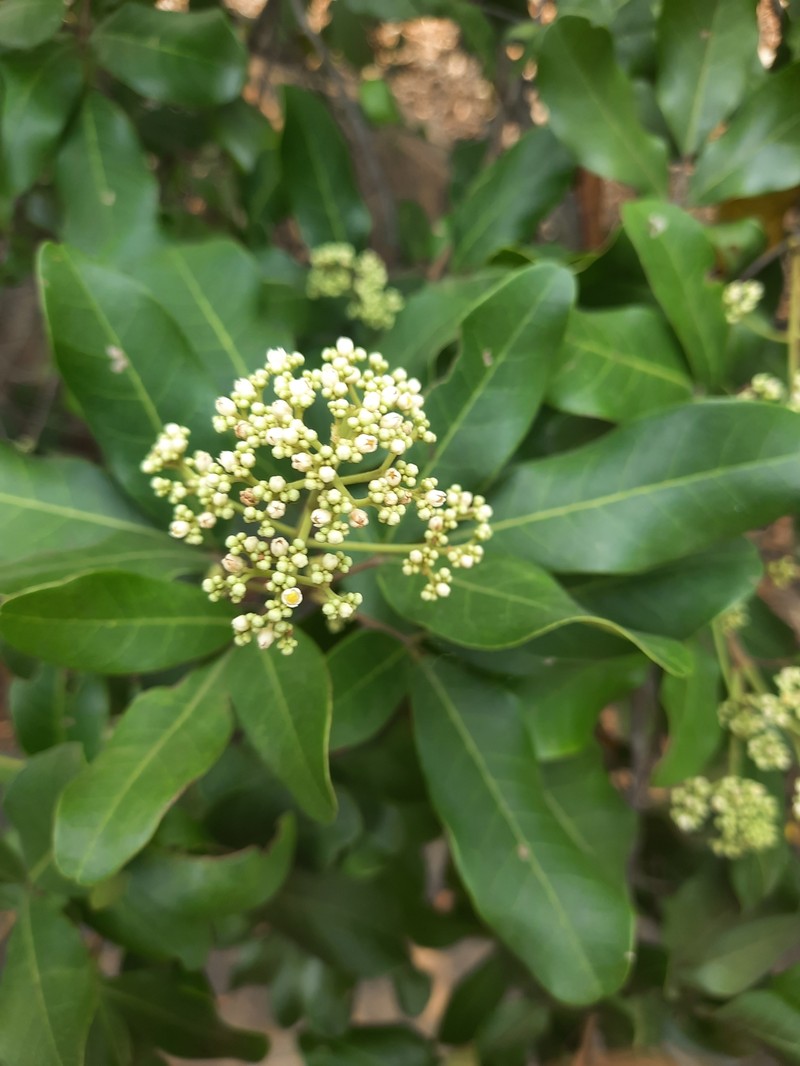 Walsura trifoliolata subsp. trifoliolata