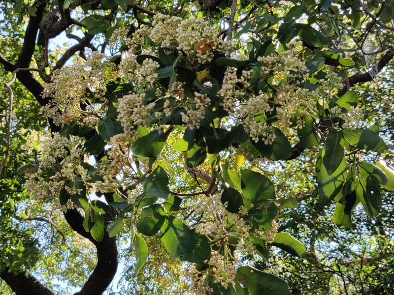 Walsura trifoliolata subsp. trifoliolata photo 2