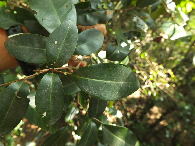 Walsura trifoliolata subsp. trifoliolata photo 3