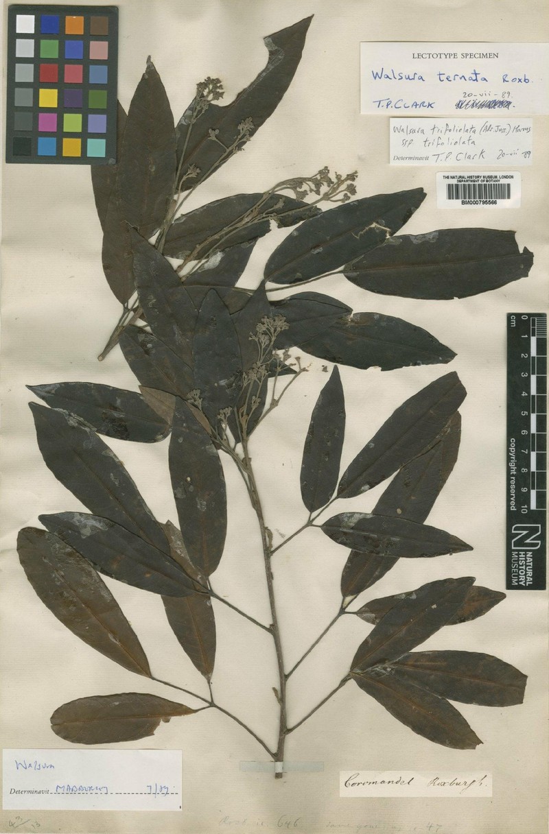 Walsura trifoliolata var. ternata