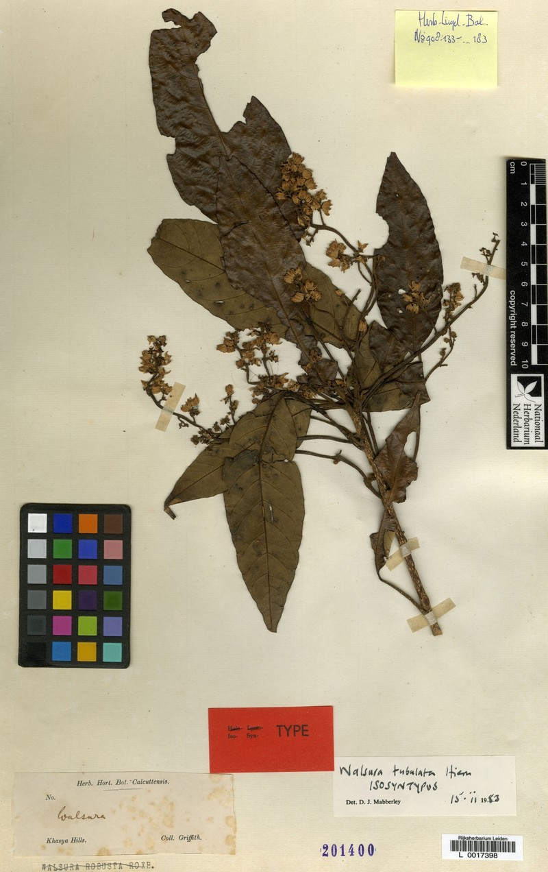 Walsura tubulata