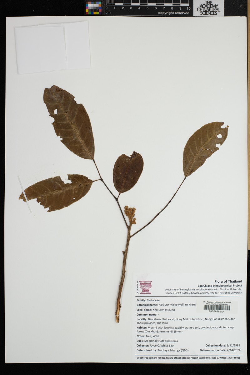 Walsura villosa