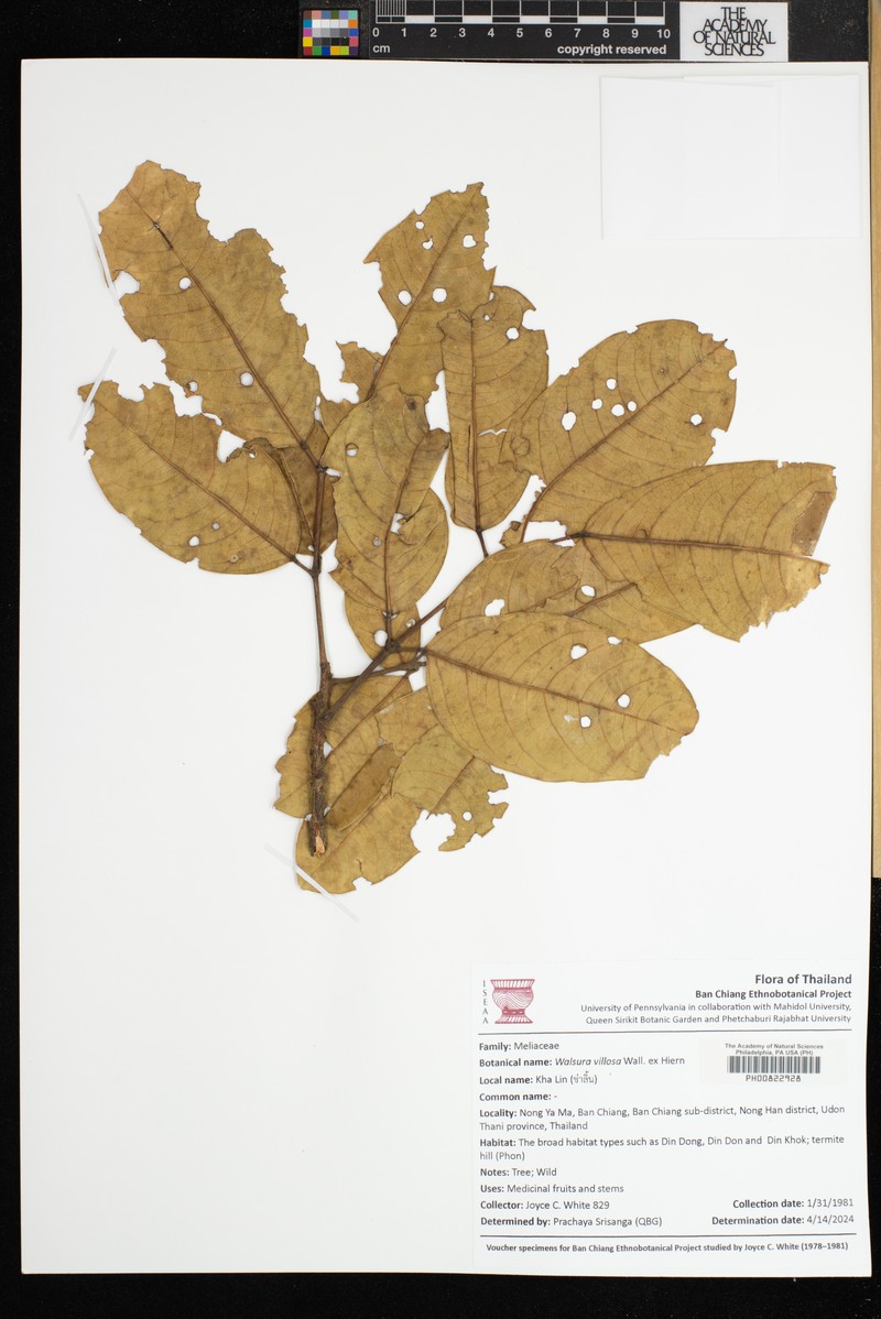 Walsura villosa photo 2