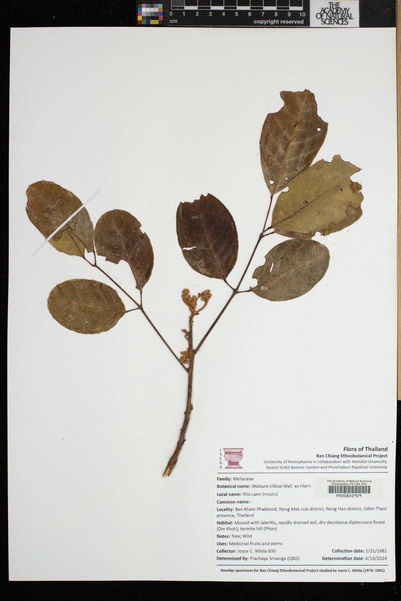 Walsura villosa photo 3