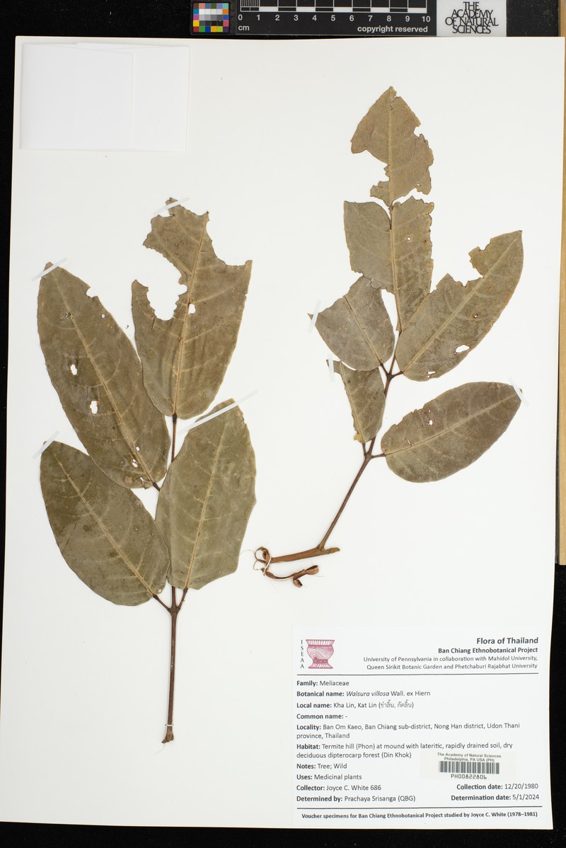 Walsura villosa photo 4