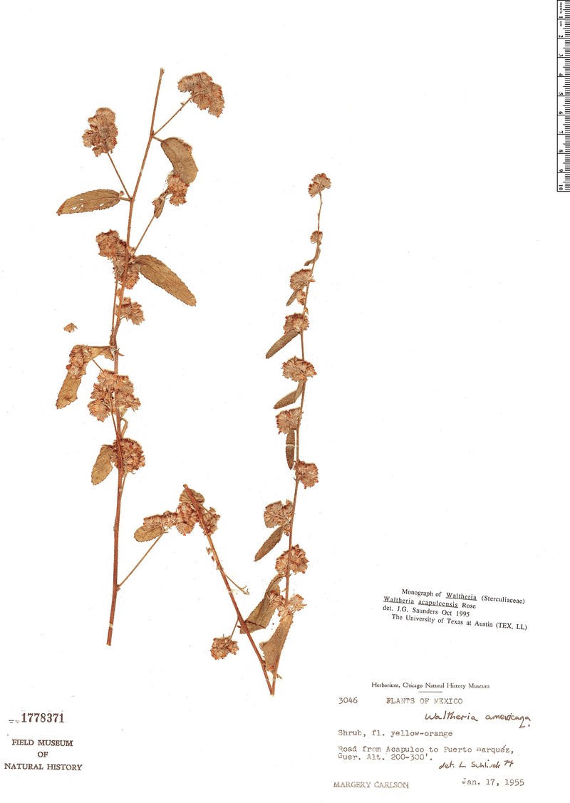 Waltheria acapulcensis