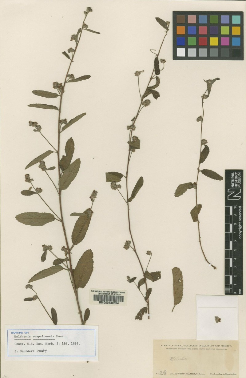 Waltheria acapulcensis photo 2