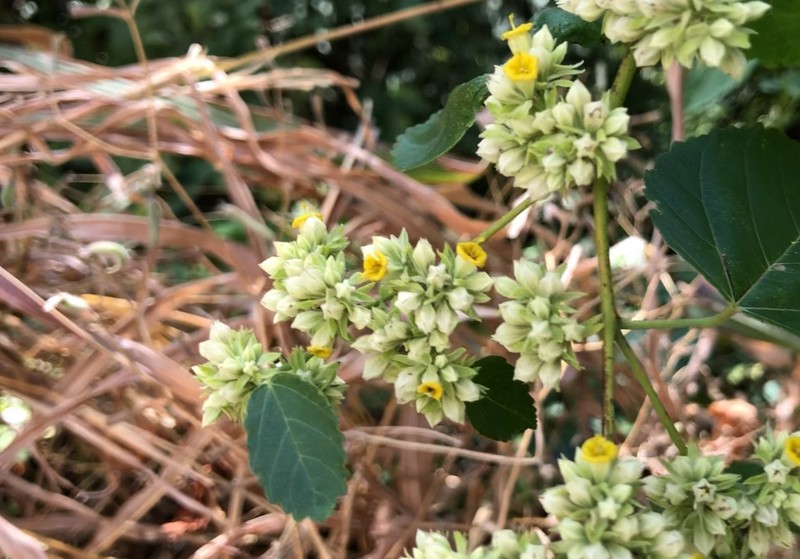Waltheria acuminata
