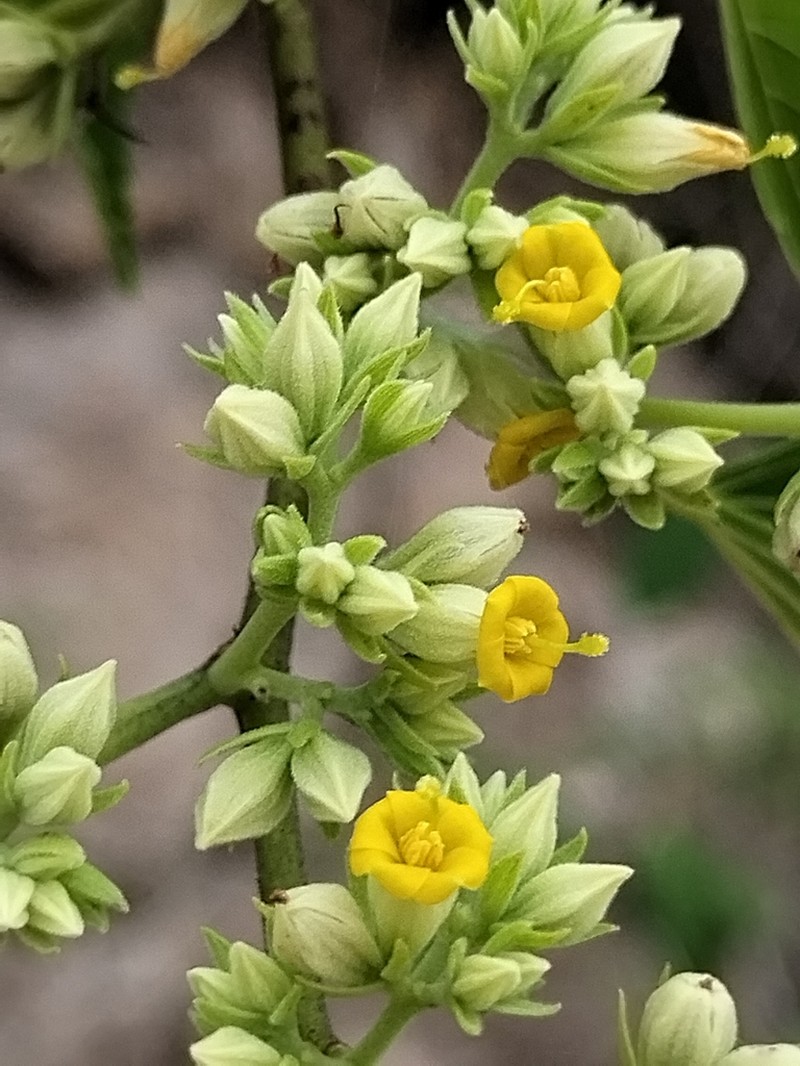 Waltheria acuminata photo 2