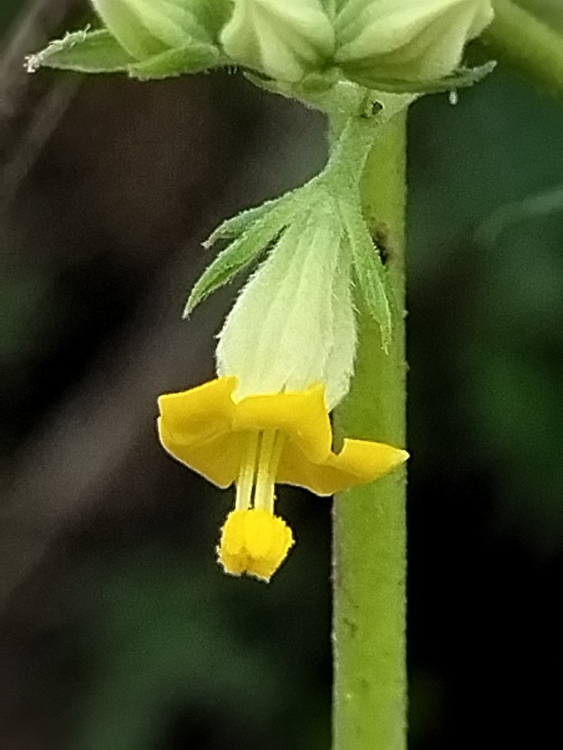 Waltheria acuminata photo 3