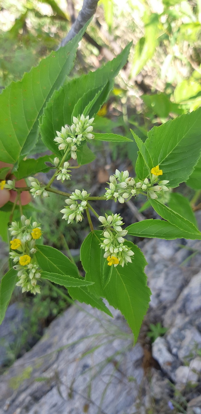 Waltheria acuminata photo 4