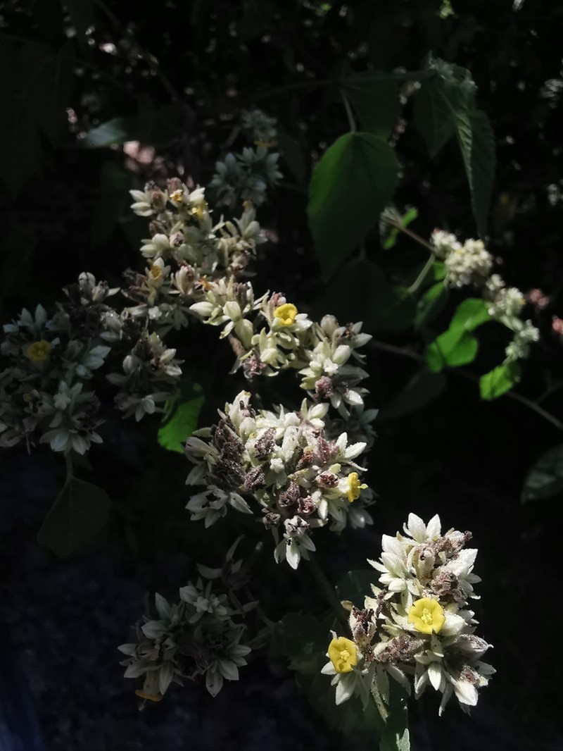 Waltheria acuminata photo 5