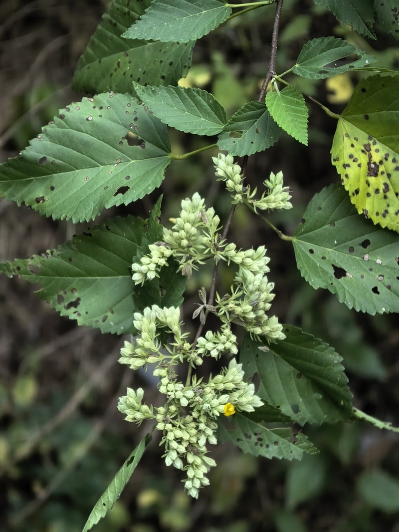Waltheria acuminata photo 8