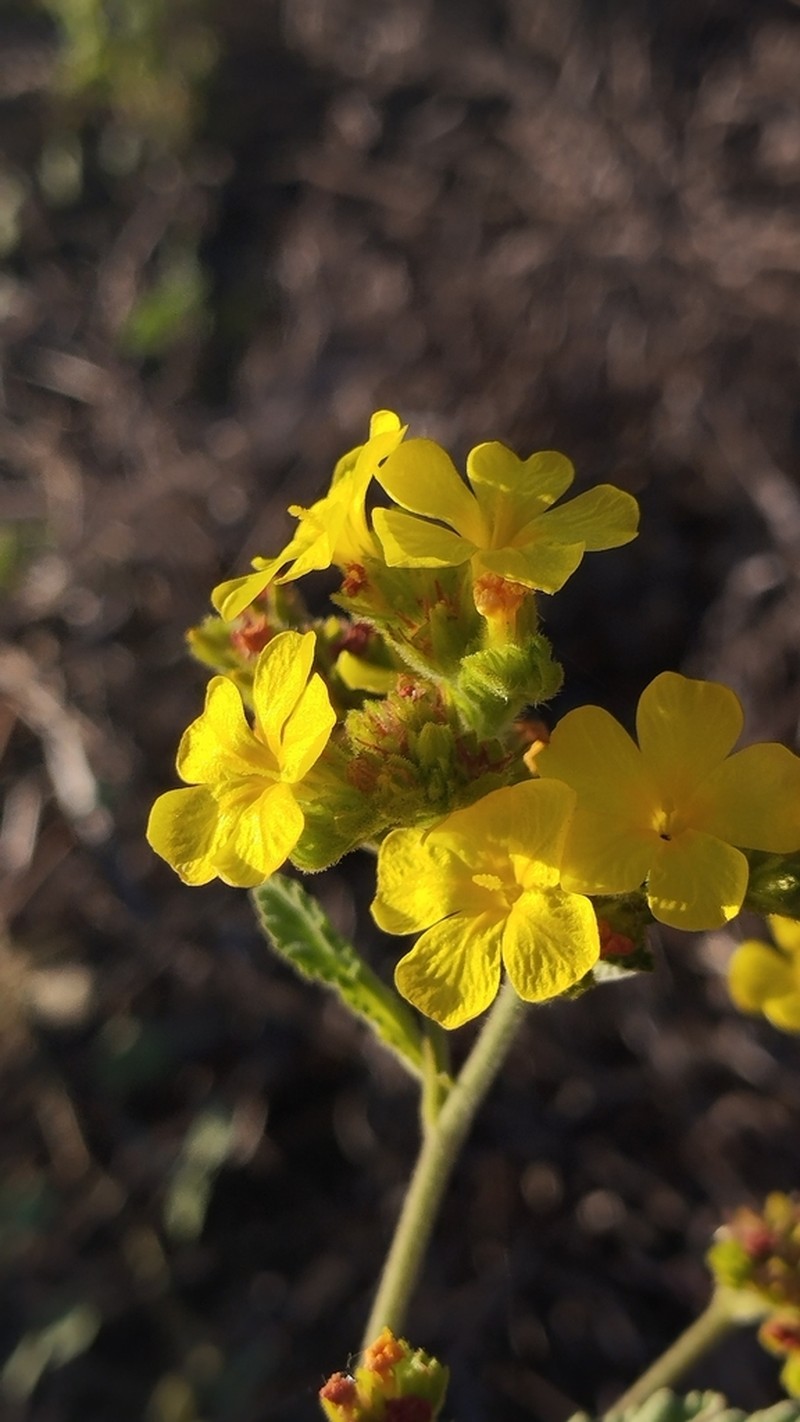 Waltheria albicans