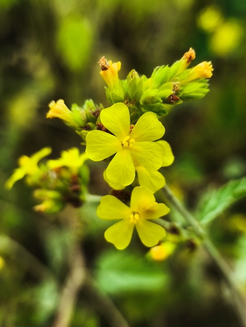 Waltheria albicans photo 2