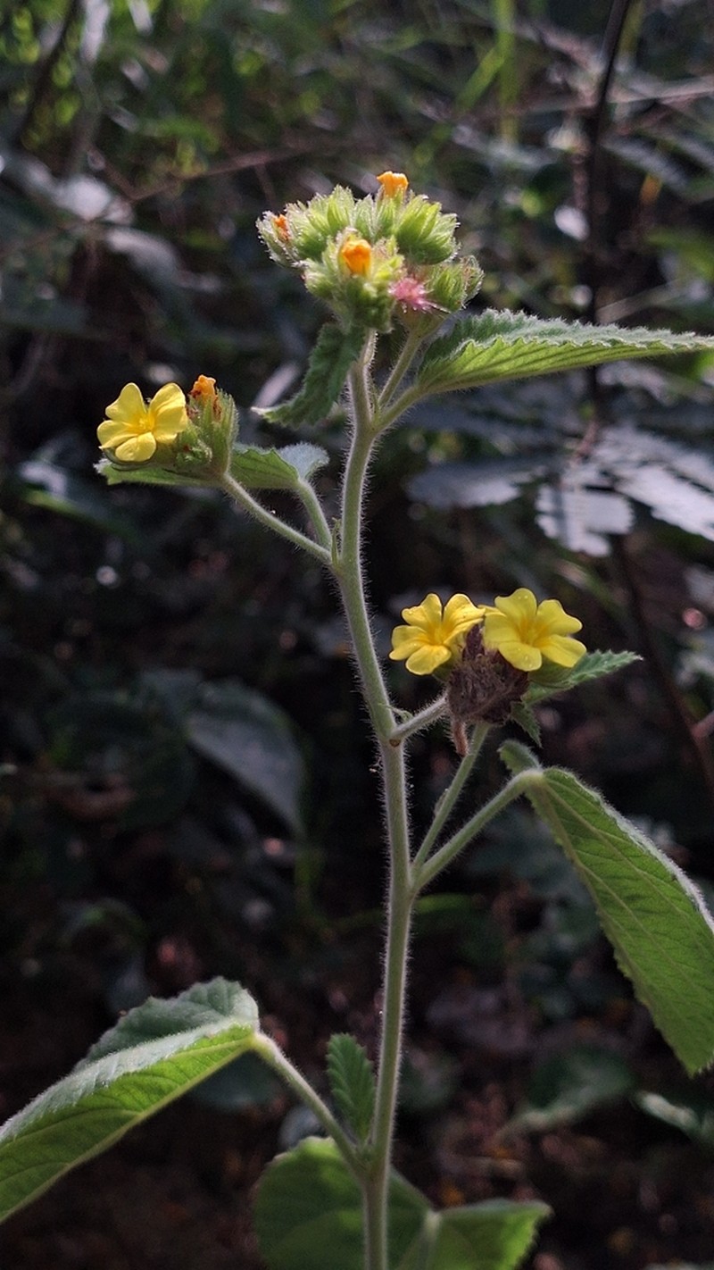 Waltheria albicans photo 3