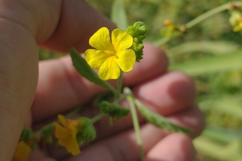 Waltheria albicans photo 4