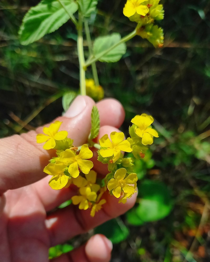 Waltheria albicans photo 5