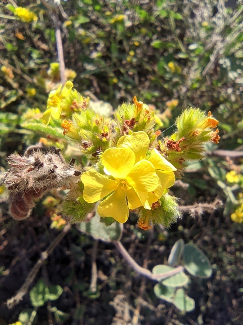 Waltheria albicans photo 6
