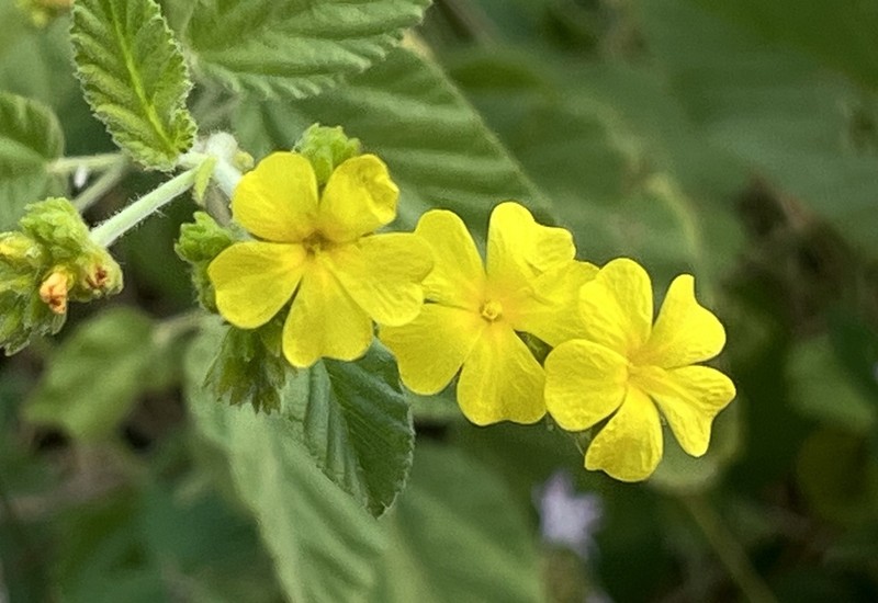 Waltheria albicans photo 7