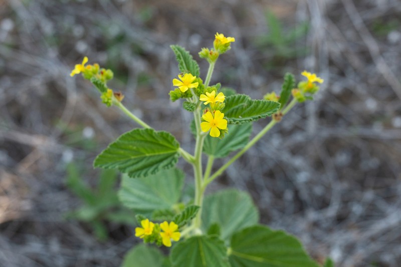Waltheria albicans photo 8