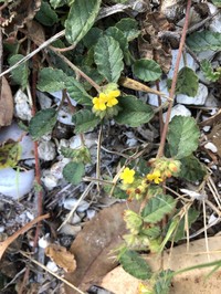 Waltheria bahamensis