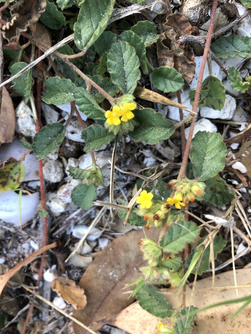 Waltheria bahamensis