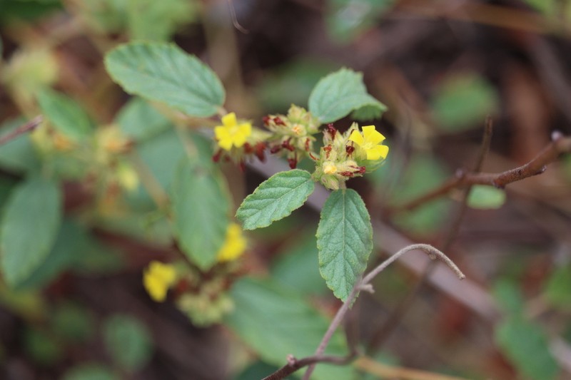 Waltheria bahamensis photo 2