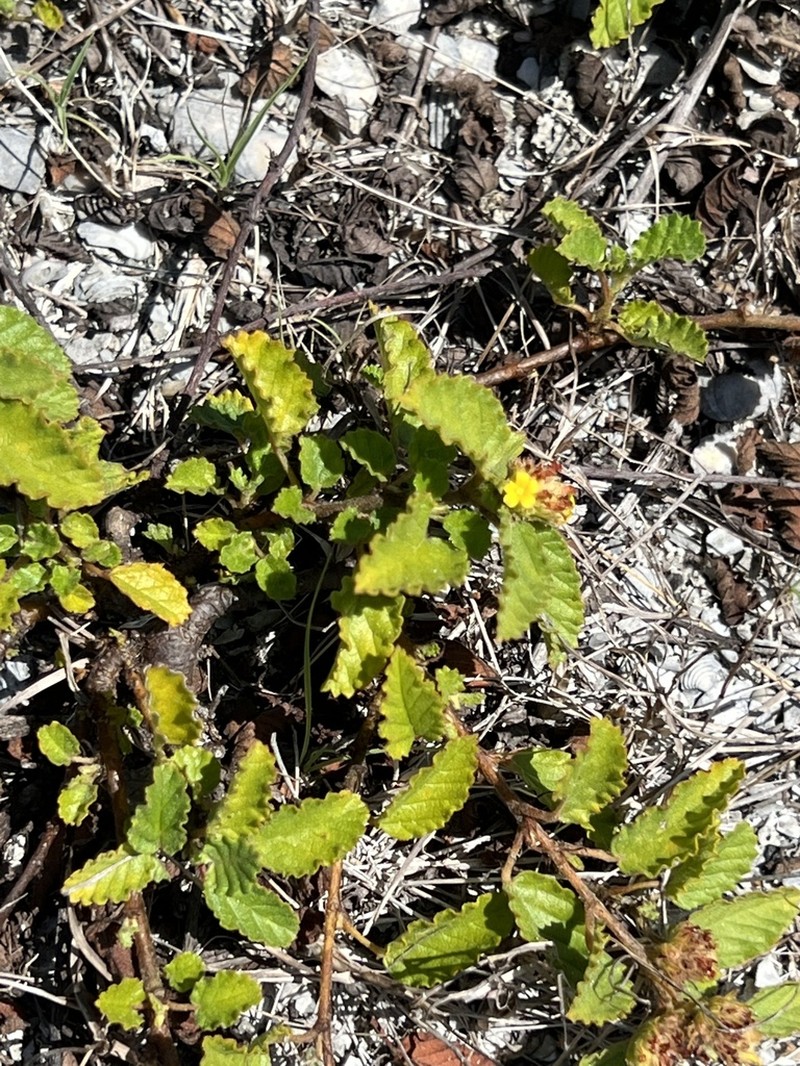 Waltheria bahamensis photo 3