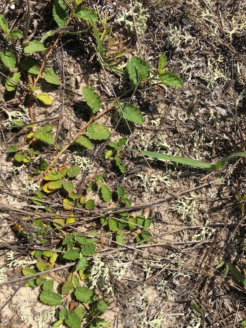 Waltheria bahamensis photo 4